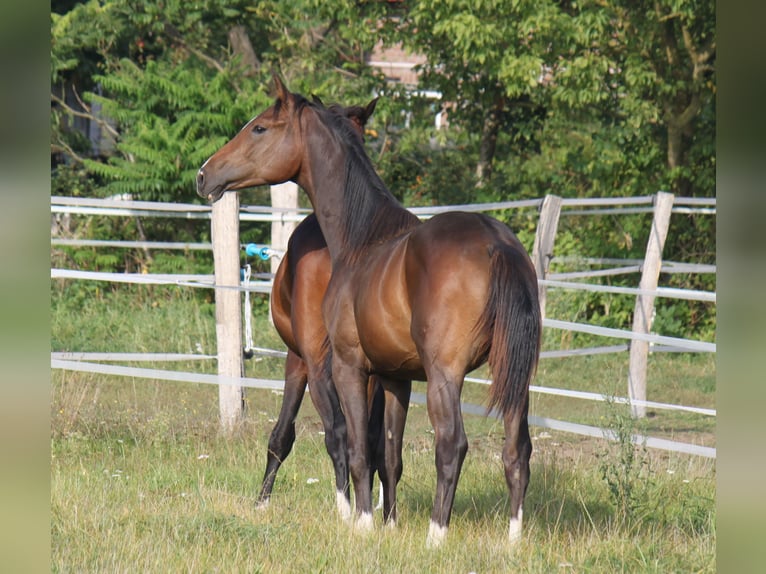 Koń hanowerski Ogier 2 lat 172 cm Ciemnogniada in Ratekau