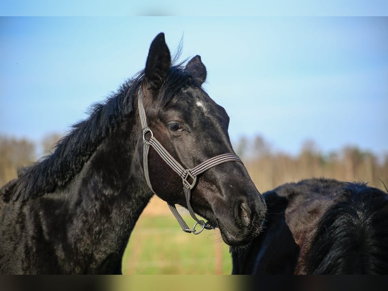 Koń hanowerski Ogier 2 lat Kara in Lilienthal