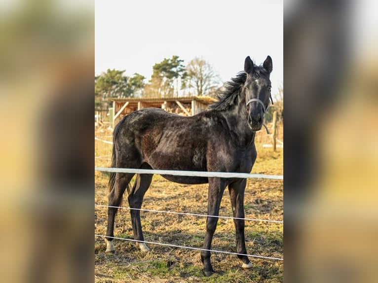 Koń hanowerski Ogier 2 lat Kara in Lilienthal