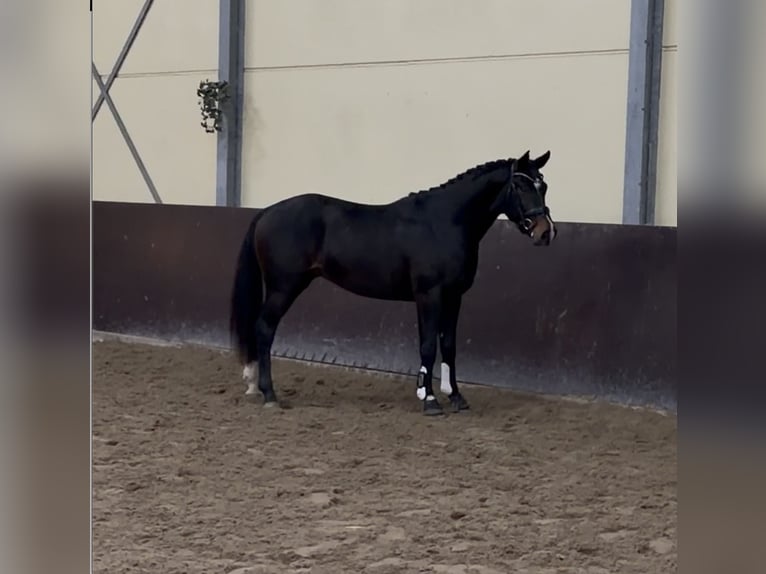 Koń hanowerski Ogier 3 lat 156 cm Gniada in Overasselt