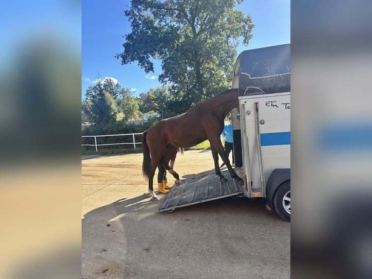 Koń hanowerski Ogier 3 lat 165 cm Gniada in Burgstädt