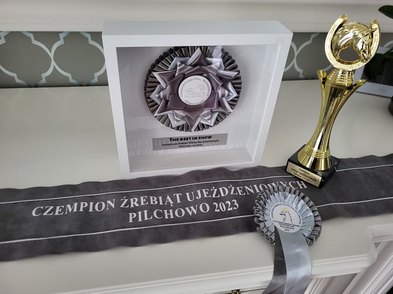 Koń hanowerski Ogier 3 lat 166 cm Kara in Chwarstnica