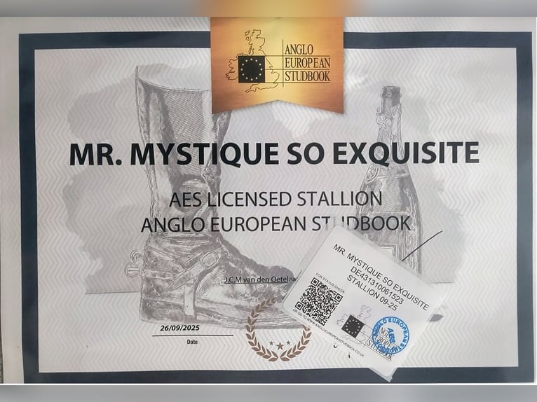 Koń hanowerski Ogier 3 lat 166 cm Kara in Chwarstnica