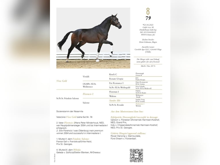 Koń hanowerski Ogier 3 lat 167 cm Ciemnogniada in Barneveld