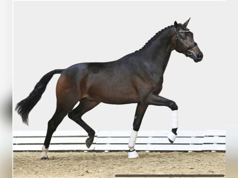 Koń hanowerski Ogier 3 lat 167 cm Ciemnogniada in Barneveld