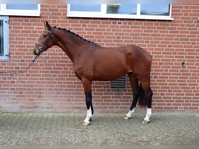 Koń hanowerski Ogier 3 lat 168 cm Gniada in Celle