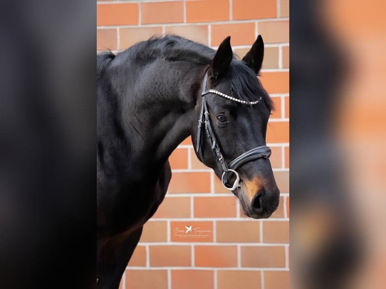 Koń hanowerski Ogier 3 lat 168 cm Skarogniada in Gro&#xDF;heide Berumerfehn