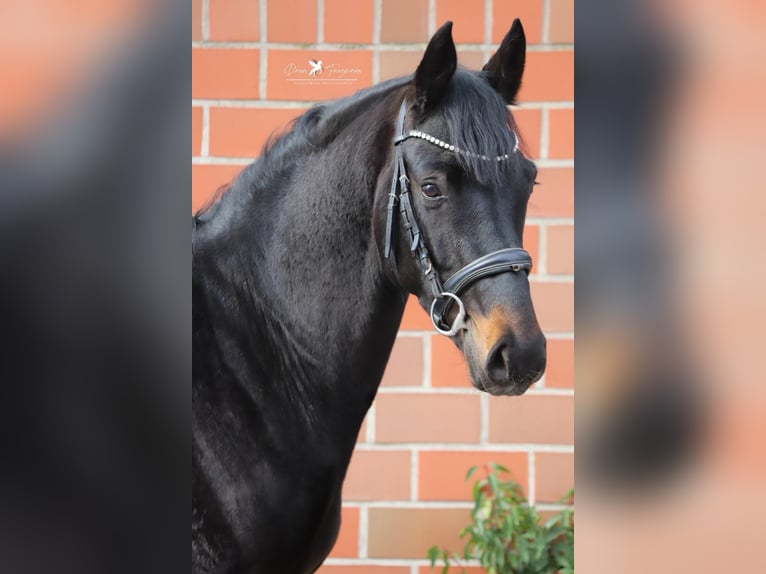 Koń hanowerski Ogier 3 lat 168 cm Skarogniada in Gro&#xDF;heide Berumerfehn