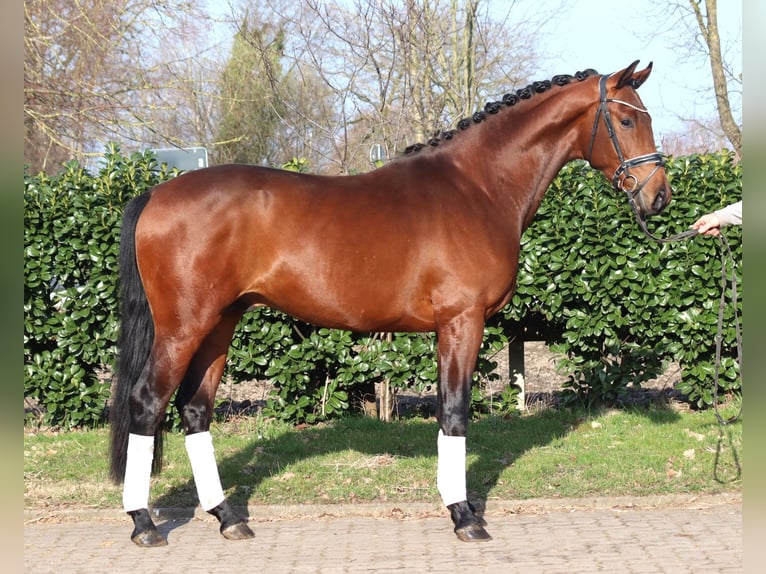 Koń hanowerski Ogier 3 lat 170 cm Gniada in Selsingen
