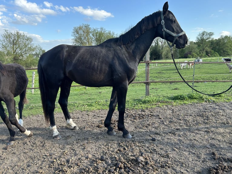 Koń hanowerski Ogier 3 lat 170 cm Kara in Spantekow
