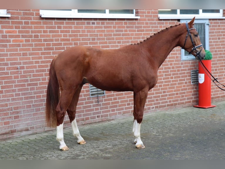 Koń hanowerski Ogier 3 lat 172 cm Ciemnokasztanowata in Celle
