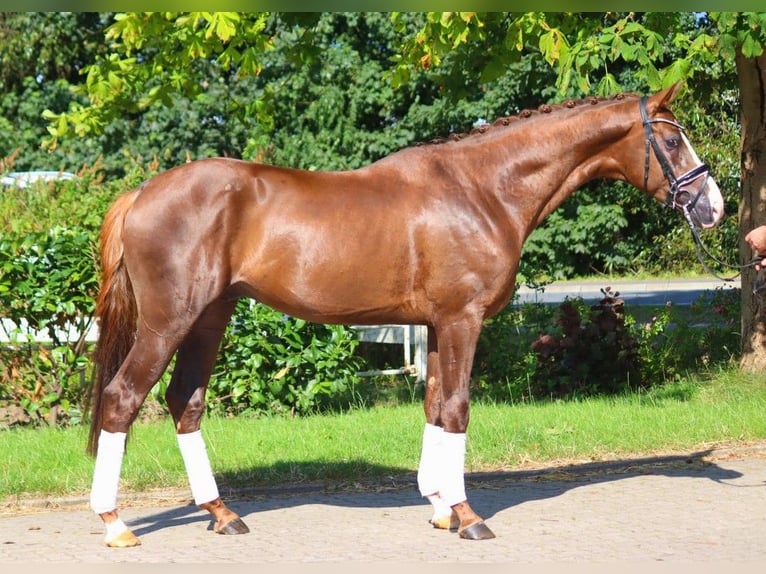 Koń hanowerski Ogier 3 lat 172 cm Ciemnokasztanowata in Selsingen