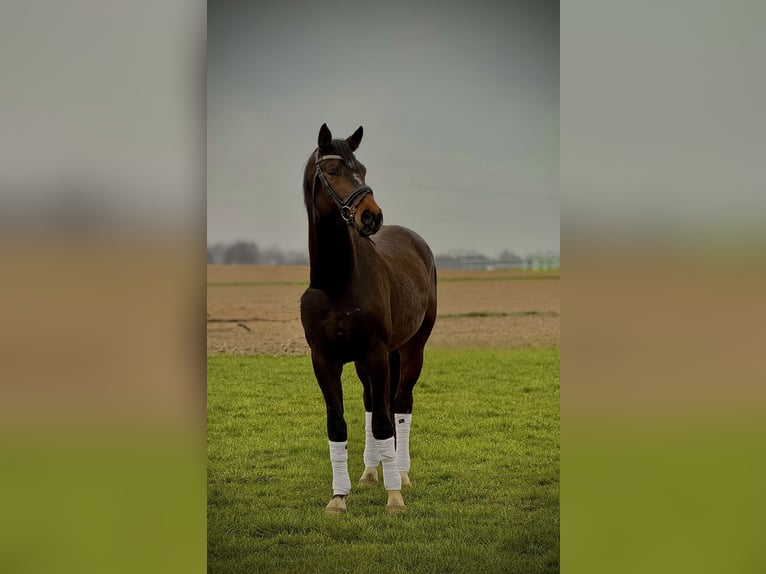 Koń hanowerski Ogier 3 lat 172 cm Gniada in Bukowo