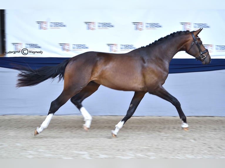 Koń hanowerski Ogier 3 lat 172 cm Gniada in Bukowo