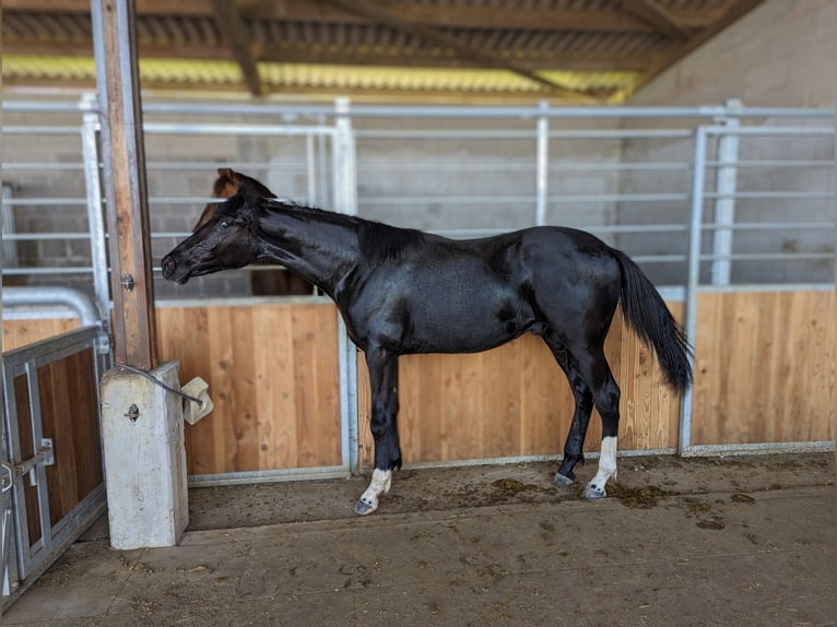 Koń hanowerski Ogier 3 lat 172 cm Kara in Herren-Sulzbach