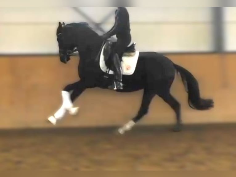 Koń hanowerski Ogier 3 lat 172 cm Kara in Herren-Sulzbach