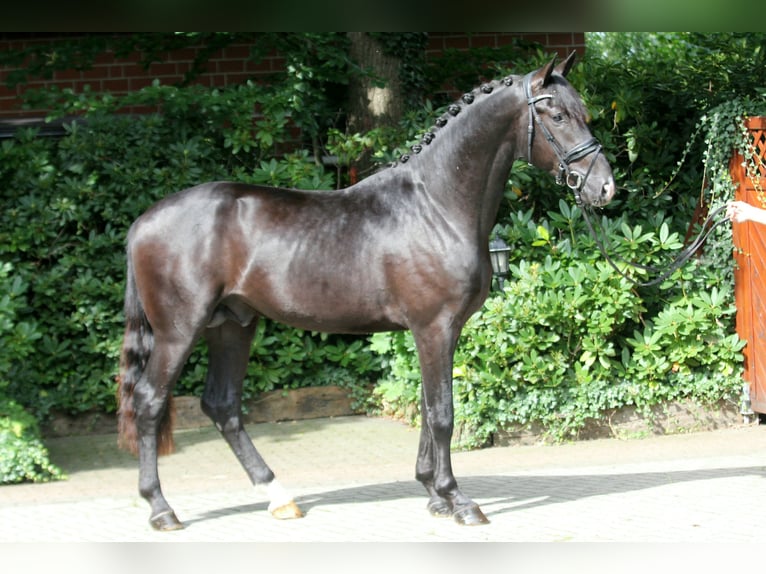 Koń hanowerski Ogier 3 lat 172 cm Kara in Kutenholz