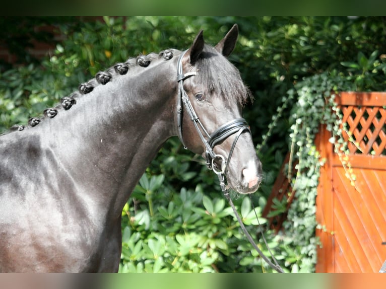 Koń hanowerski Ogier 3 lat 172 cm Kara in Kutenholz