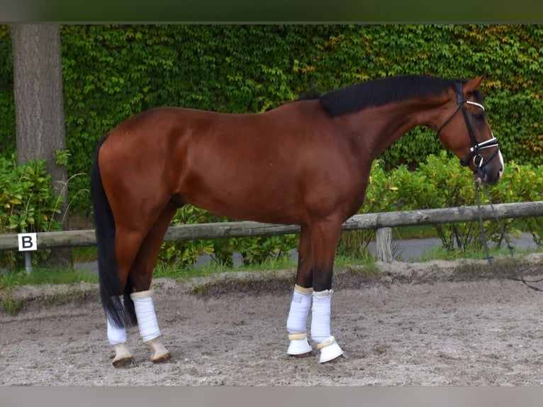Koń hanowerski Ogier 4 lat 170 cm Gniada in Neuss