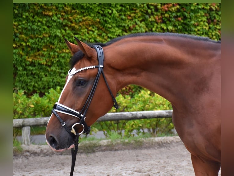 Koń hanowerski Ogier 4 lat 170 cm Gniada in Neuss