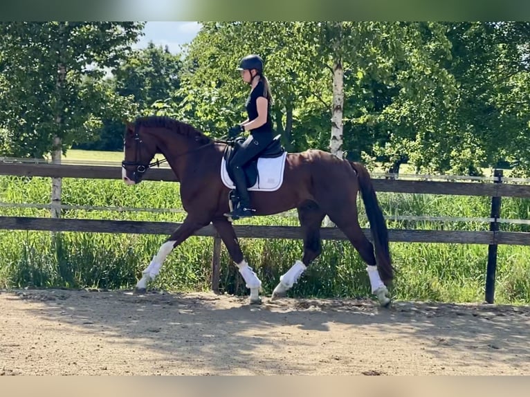Koń hanowerski Ogier 4 lat 170 cm Kasztanowata in Hude (Oldenburg)