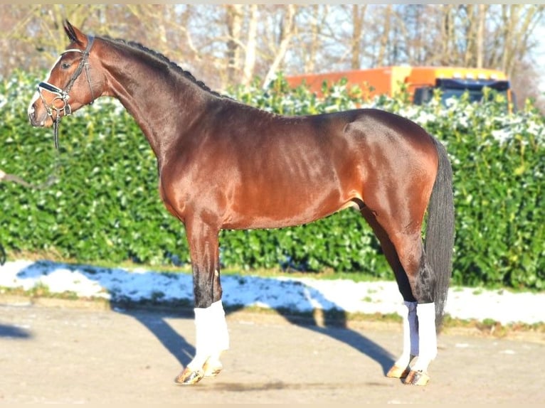 Koń hanowerski Ogier 4 lat 172 cm Gniada in Selsingen