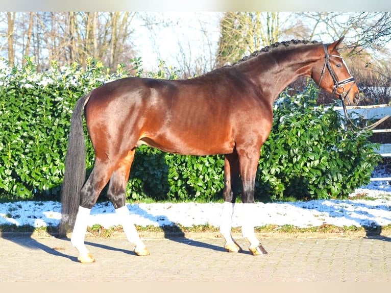 Koń hanowerski Ogier 4 lat 172 cm Gniada in Selsingen