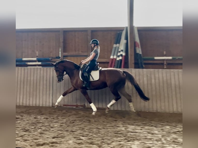Koń hanowerski Ogier 5 lat 163 cm Kasztanowata in Schenklengsfeld