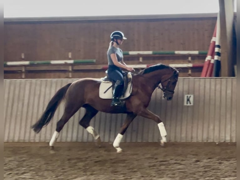 Koń hanowerski Ogier 5 lat 163 cm Kasztanowata in Schenklengsfeld