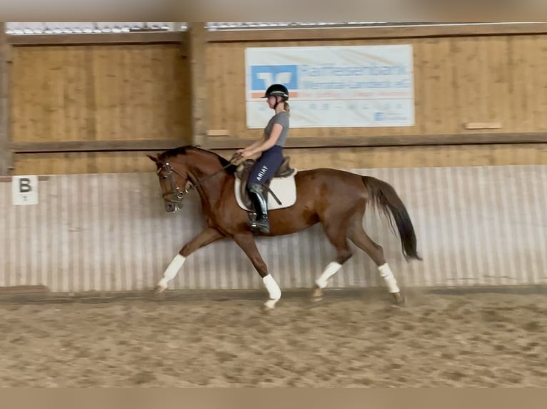 Koń hanowerski Ogier 5 lat 163 cm Kasztanowata in Schenklengsfeld