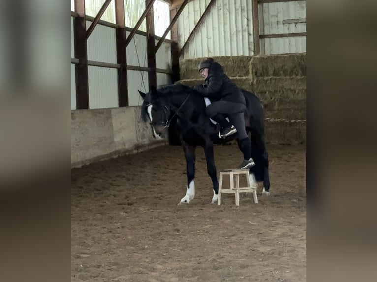 Koń hanowerski Ogier 5 lat 165 cm Ciemnogniada in Büttelborn