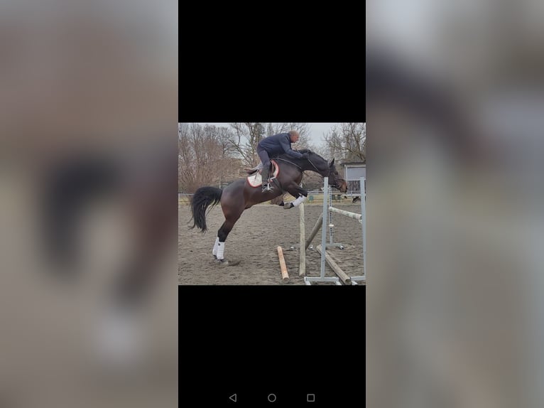 Koń hanowerski Ogier 5 lat 165 cm Gniada in Felino