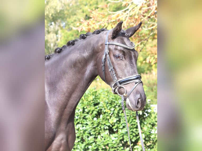 Koń hanowerski Ogier 5 lat 168 cm Kara in Selsingen