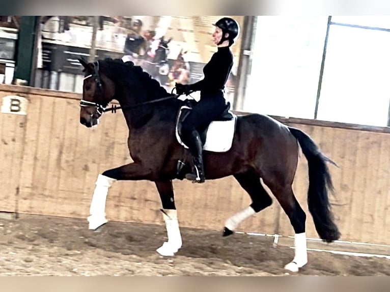 Koń hanowerski Ogier 5 lat 172 cm Ciemnogniada in Dätgen