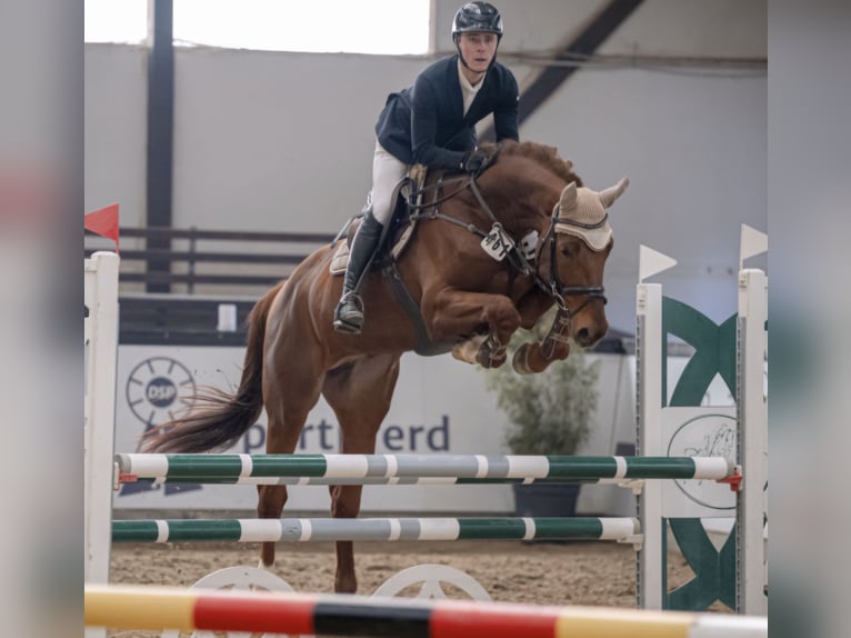 Koń hanowerski Ogier 5 lat 177 cm Ciemnokasztanowata in Königsbach-Stein