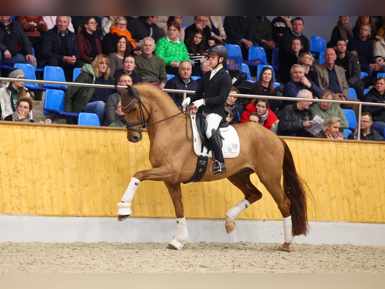 Koń hanowerski Ogier 6 lat 172 cm Ciemnokasztanowata in Fürstenau