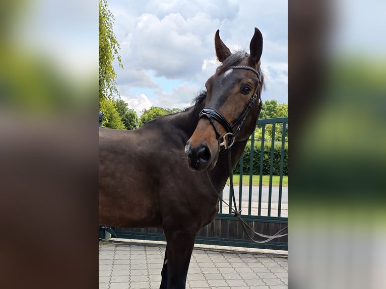 Koń hanowerski Ogier 7 lat 180 cm Ciemnogniada in Brest