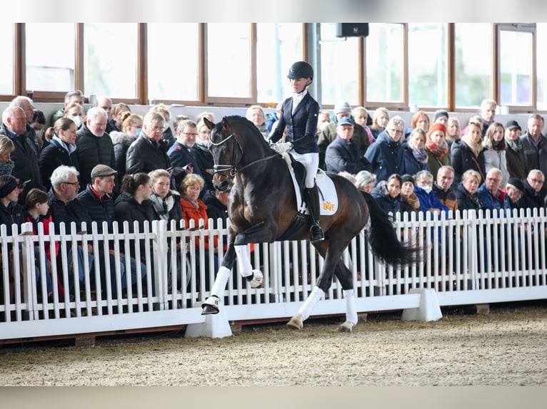 Koń hanowerski Ogier Ciemnogniada in Celle