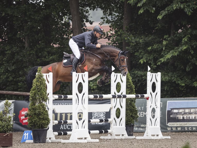 Koń hanowerski Ogier Gniada in Lemwerder