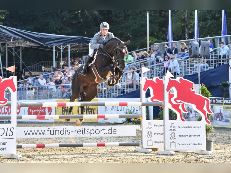 Koń hanowerski Ogier Kara in Celle