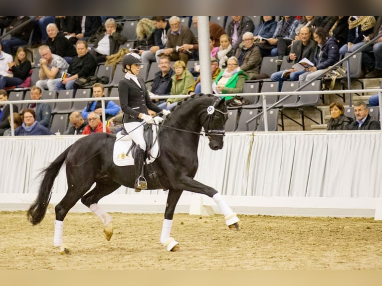 Koń hanowerski Ogier Kara in Löningen