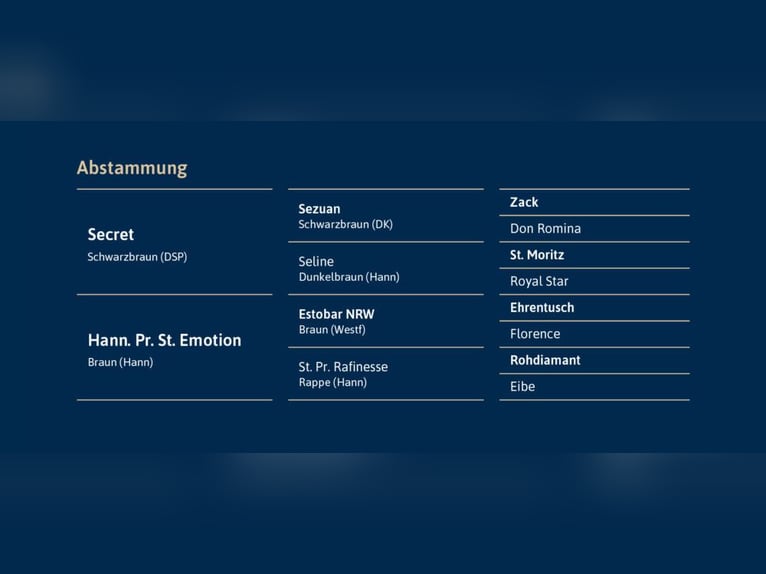 Koń hanowerski Ogier Kasztanowata in Ostercappeln