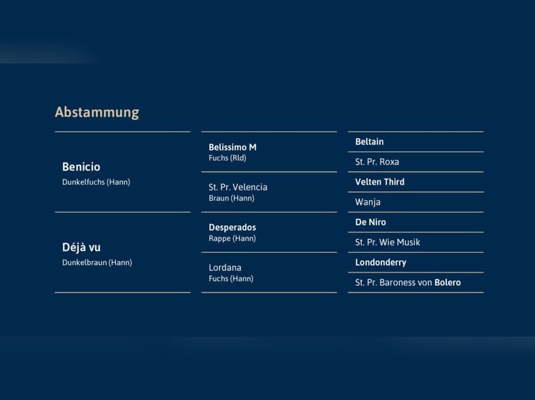 Koń hanowerski Ogier Kasztanowata in Ostercappeln