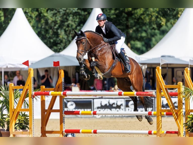 Koń hanowerski Ogier in Lemwerder