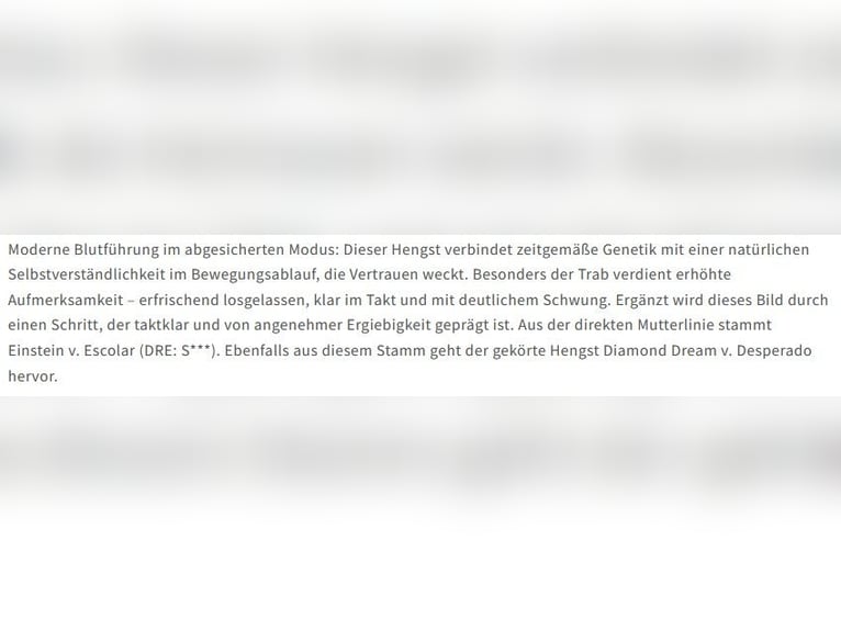 Koń hanowerski Ogier Źrebak (03/2026) 106 cm Kasztanowata in Witzenhausen