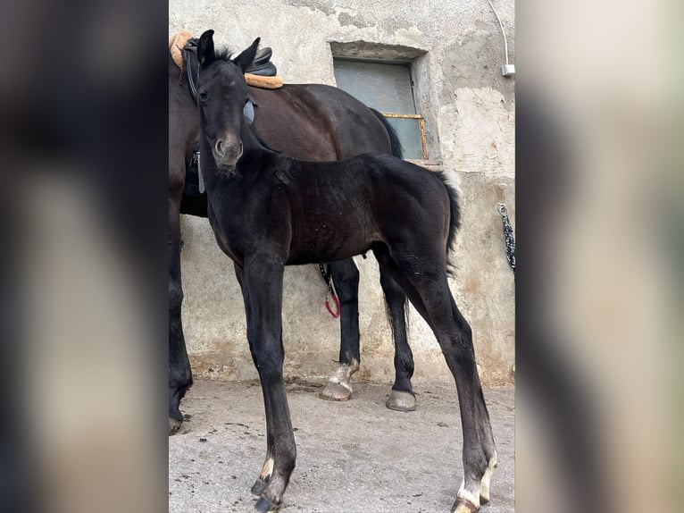 Koń hanowerski Mix Ogier Źrebak (03/2026) 110 cm Może być siwy in Bad WaldseeBad Waldsew
