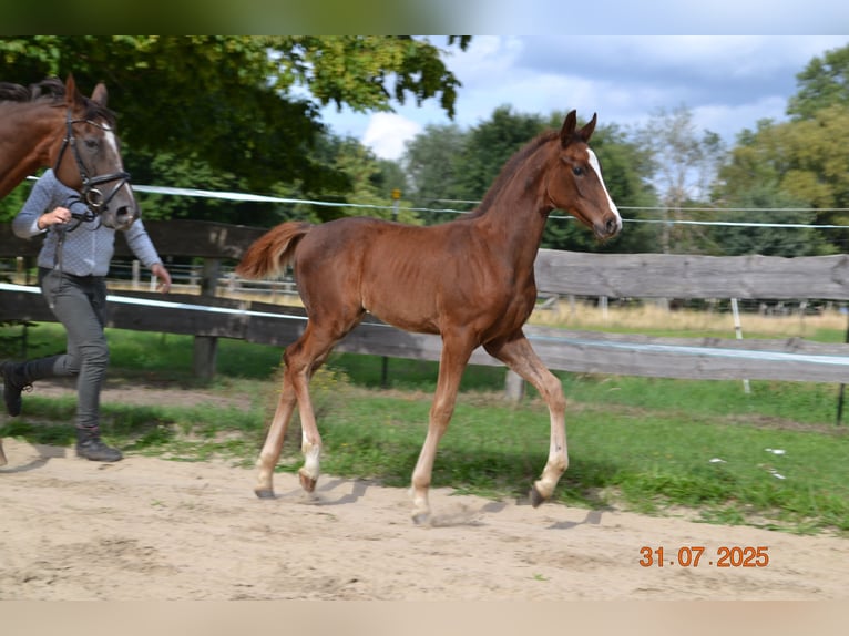 Koń hanowerski Ogier Źrebak (04/2025) 168 cm Ciemnokasztanowata in Neustadt