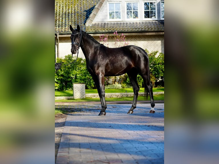Koń hanowerski Ogier Źrebak (04/2026) 168 cm Kasztanowata in Niederlangen