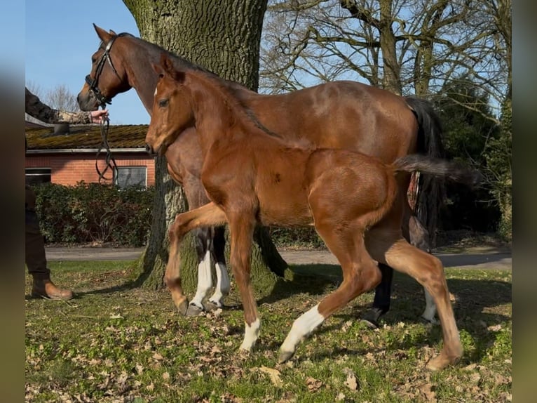 Koń hanowerski Ogier  169 cm Gniada in Handrup