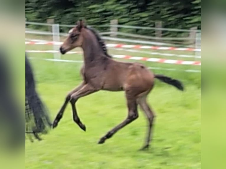 Koń hanowerski Ogier Źrebak (05/2024) 170 cm Ciemnogniada in Rosengarten